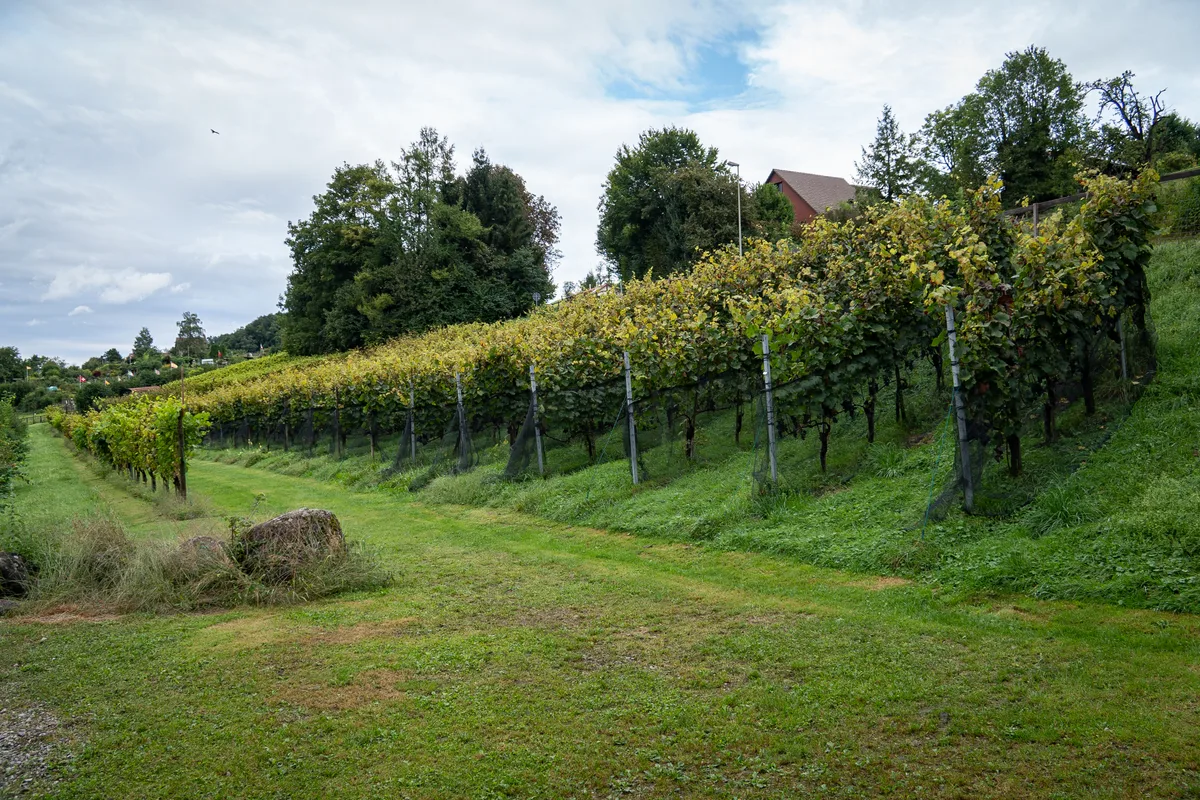 Peter Märki im Rebberg Sulzberg in Pfäffikon.
